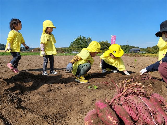 小脇公園の体験農園・さつまいも掘り体験
